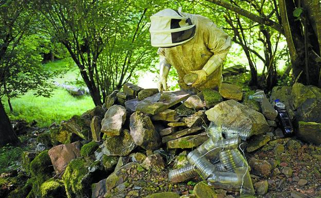 El número de nidos de avispa asiática retirados este año crece un 37% en Gipuzkoa