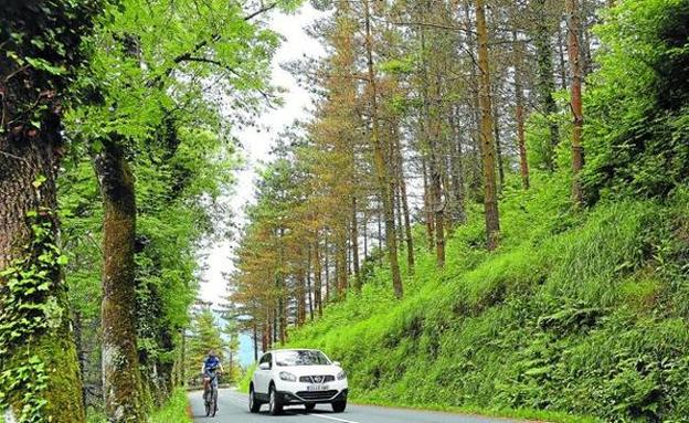 El Ministerio aplaza su respuesta sobre si permite fumigar los pinos enfermos