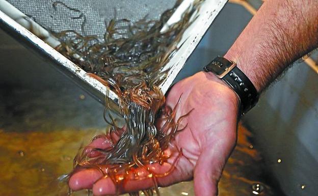 La pesca de la angula, con los días contados