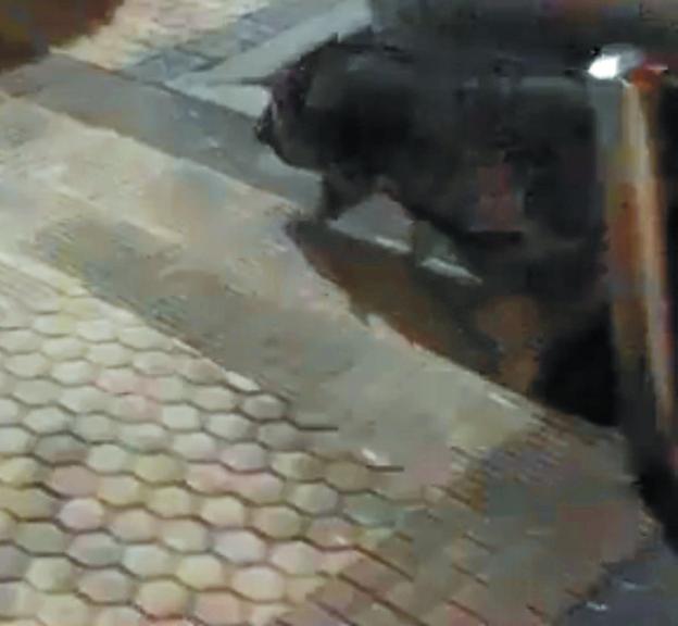 Un cerdo vietnamita, de paseo entre coches por Donostia