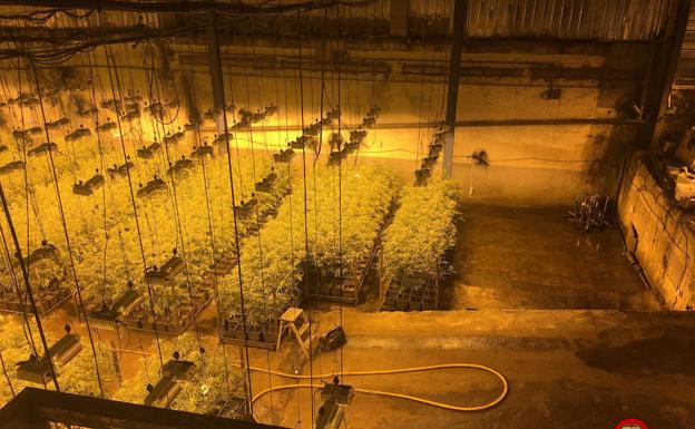 La Ertzaintza decomisa en los últimos cuatro años marihuana valorada en 27 millones