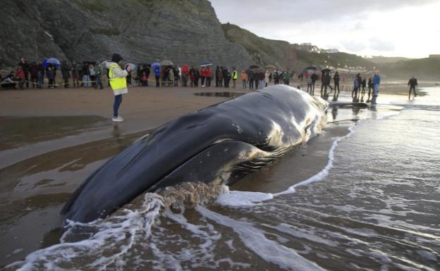 La 'reina' de los mares