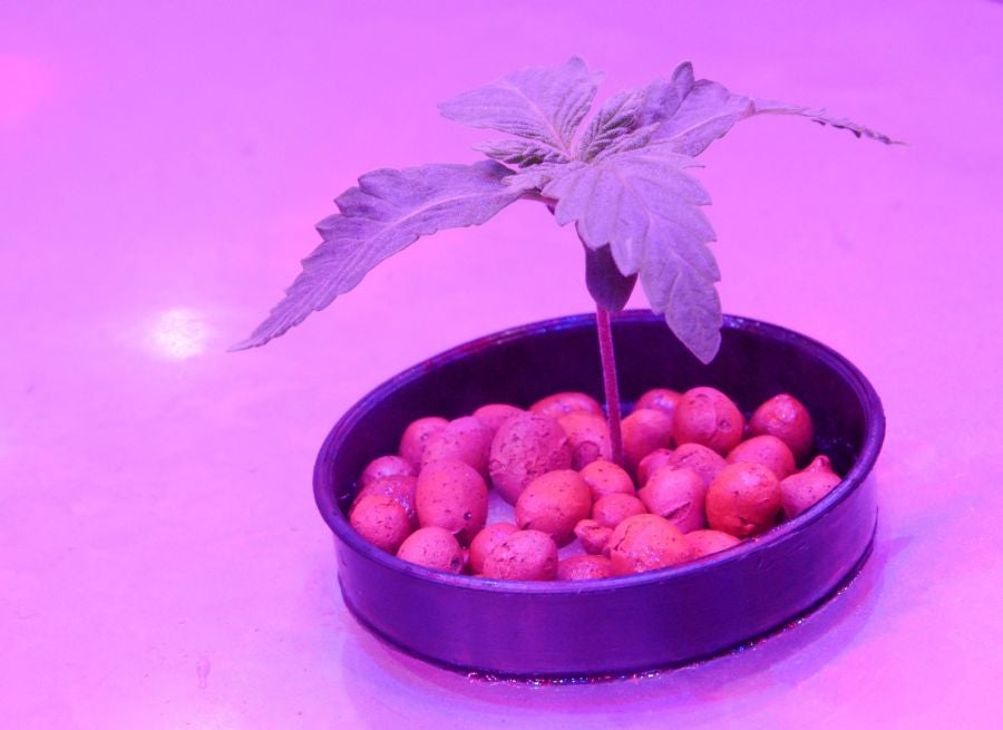 Marihuana gubernamental