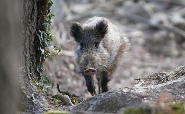 Los cazadores de Gipuzkoa anuncian una huelga indefinida