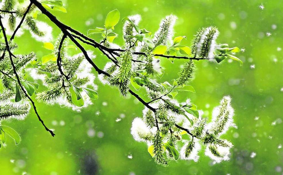 La cosecha de febrero