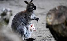 Un marsupial albino