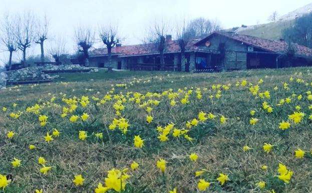 La nieve sepulta las flores de primavera que brotaron en Urbia hace dos semanas