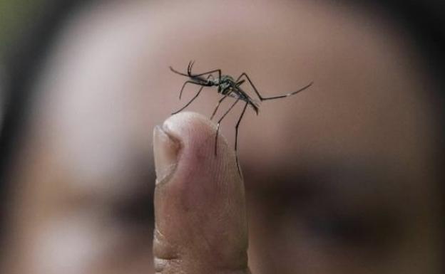 Unos 1.000 millones de personas podrían padecer dengue por el cambio climático