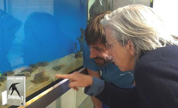 Cuatro crías de raya, reclamo del Aquarium para Semana Santa