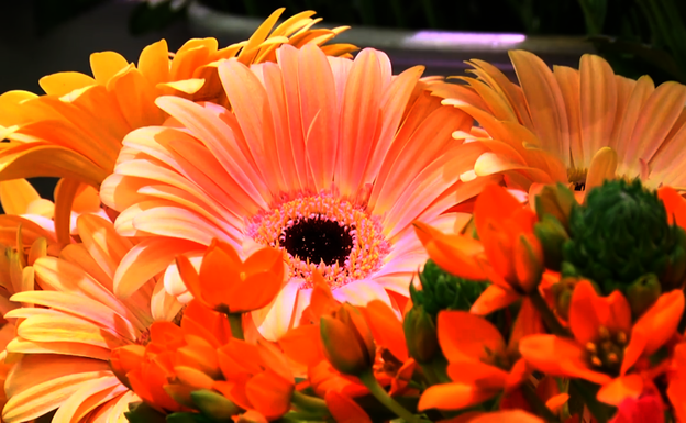 Loreak baino gehiago dira