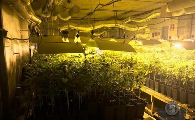 Cuatro condenados por un cultivo de 634 plantas de marihuana en Zizurkil