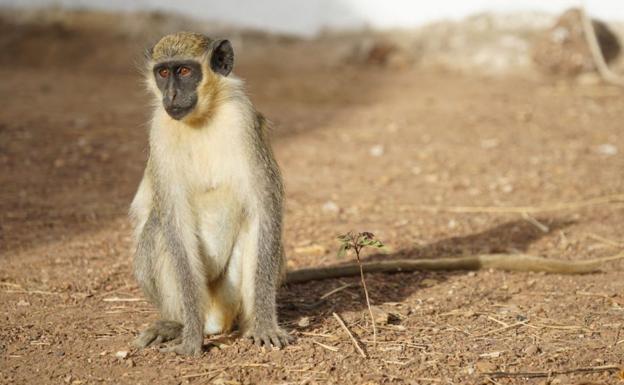 Los monos verdes africanos aprenden a 'decir' dron