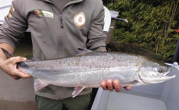 El primer salmón del Bidasoa apadrinado