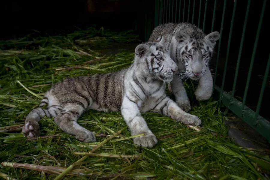 tigre de bengala blanco bebe