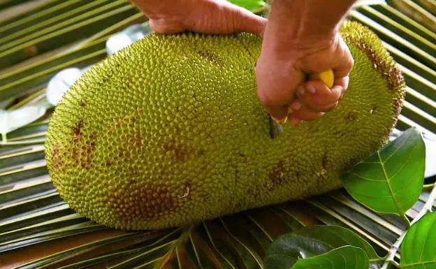 Pareja derivación Esta llorando Jackfruit: los beneficios de la fruta más grande del mundo | El Diario Vasco