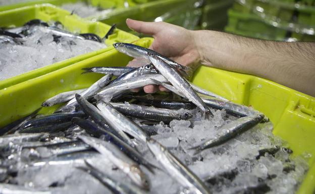 Cerrada la costera de la anchoa