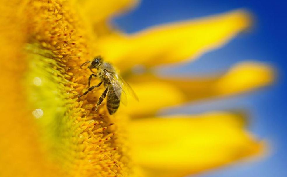 La amenaza de la desaparición de las abejas