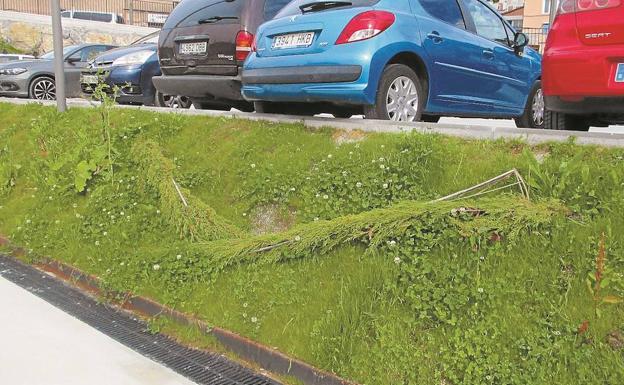 Los cipreses se mueren en Herrera