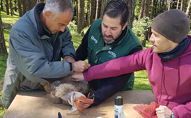 Buitres leonados con mochila GPS