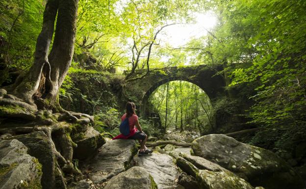 ¡Date un baño de bosque y libera tu estrés!