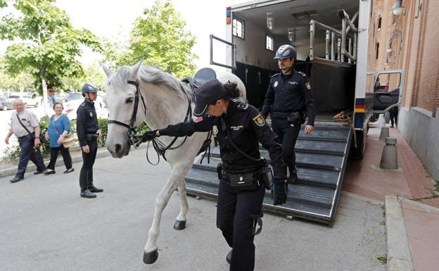 San Fermín 2019: Policías a caballo se incorporan por primera vez al dispositivo de seguridad