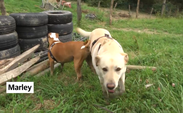 Dana eta Marleyren harreman arazoak