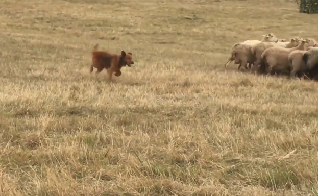«Pena litzake hainbeste urte eta gero, artzain txakurrak desagertzea»