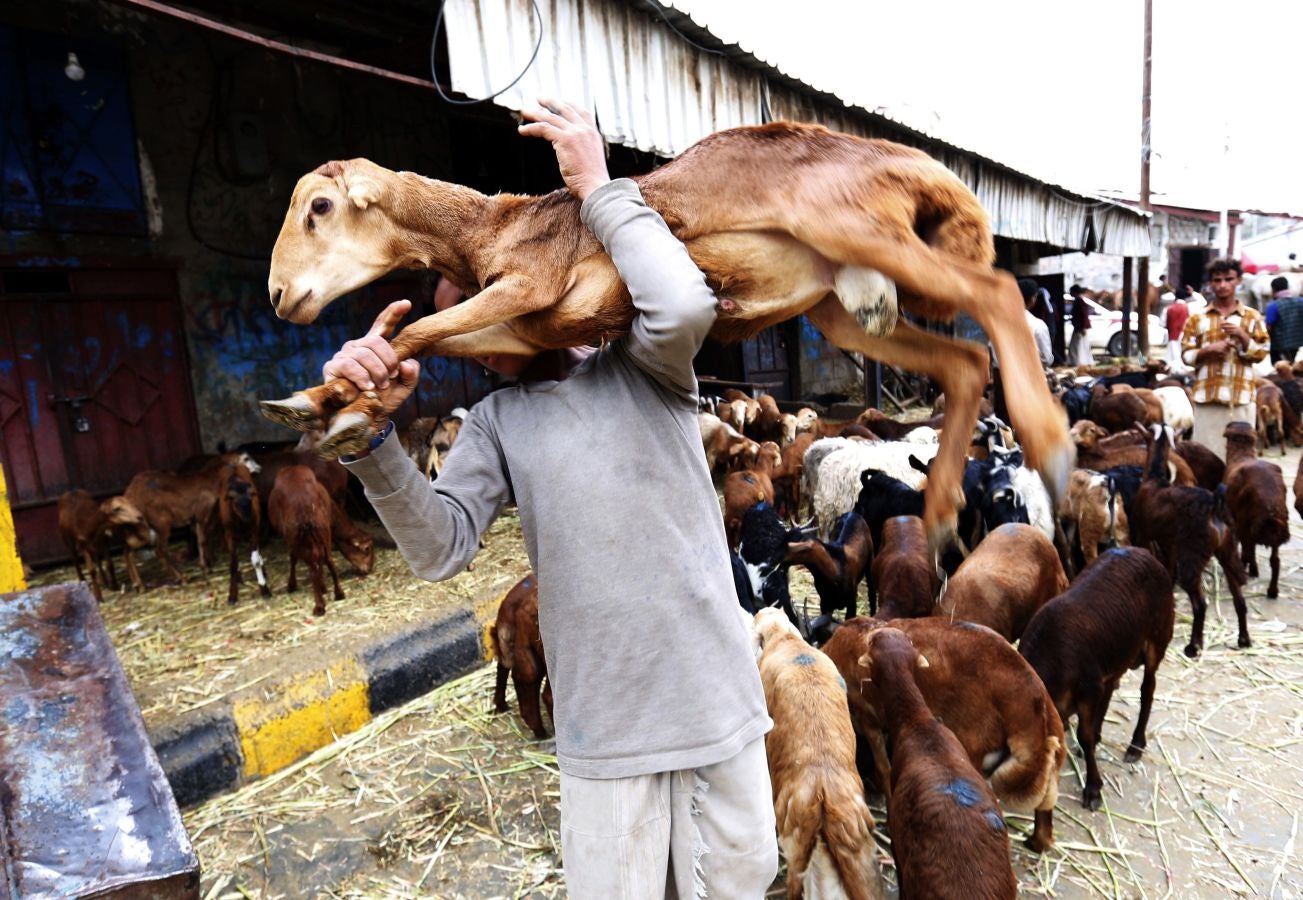 Ganado 'volador' en Karachi