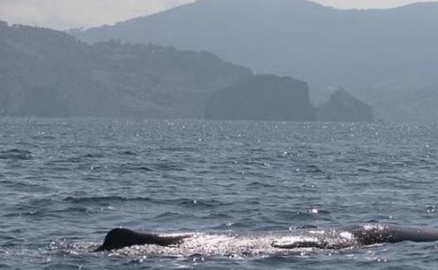 Avistan tres cachalotes frente a la costa vasca