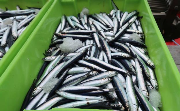 Los bancos de anchoa en el Golfo de Bizkaia ofrecen su segundo récord histórico