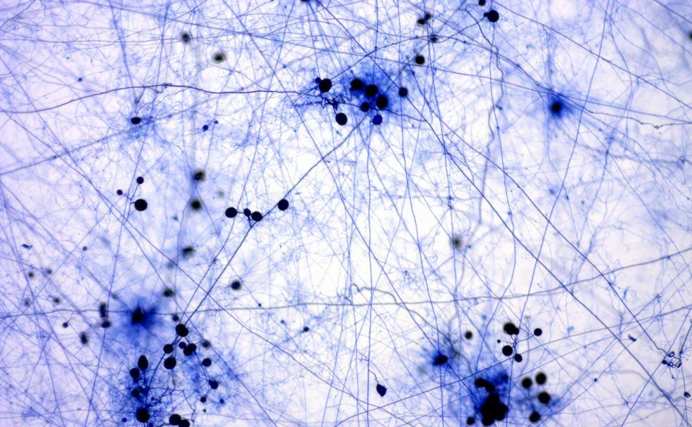 La ciencia se acerca a la sociedad a través de la fotografía en la exposición Fotciencia16