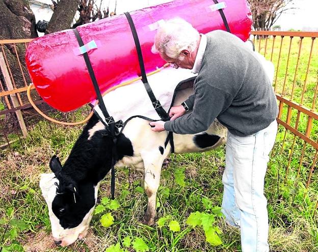 La crisis de las vacas mochileras