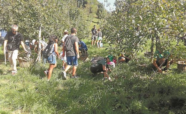 Recolectando las mejores manzanas