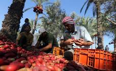 Datiles en Gaza
