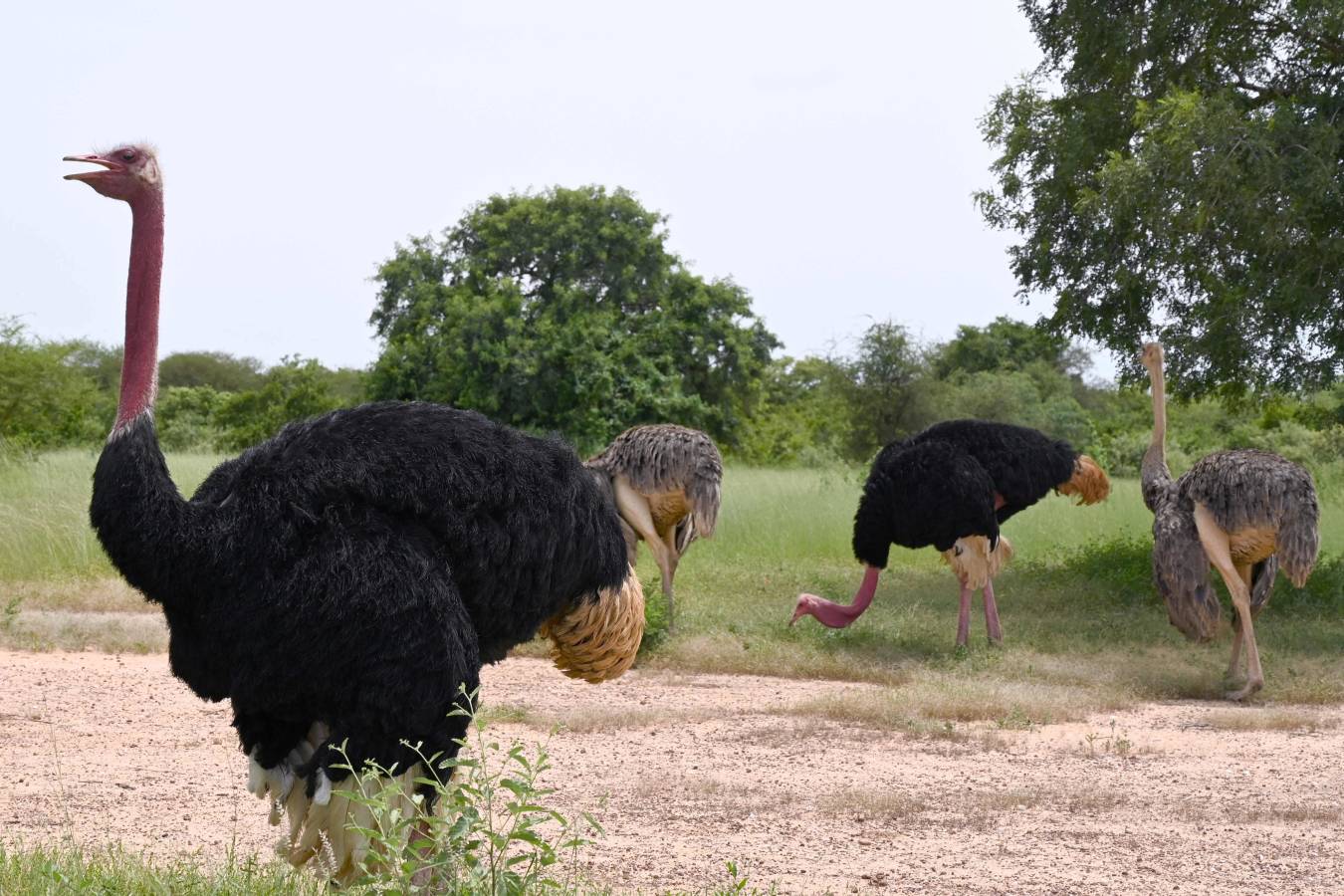 Animales para todos los gustos en Burkina Faso