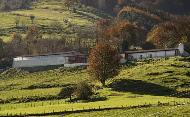 Piden 18 meses de cárcel para un ganadero que dejó morir a 45 vacas en Berastegi