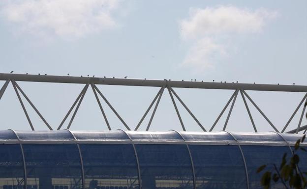 Las heces de las gaviotas, un problema en la cubierta de Anoeta