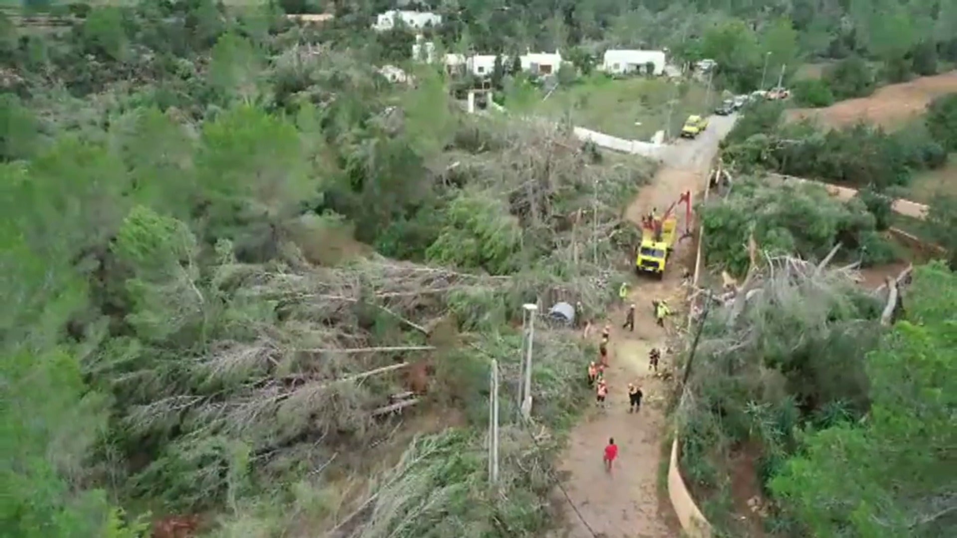 Las Impresionantes Imagenes De Los Arboles Tumbados Por El Viento En Ibiza El Diario Vasco
