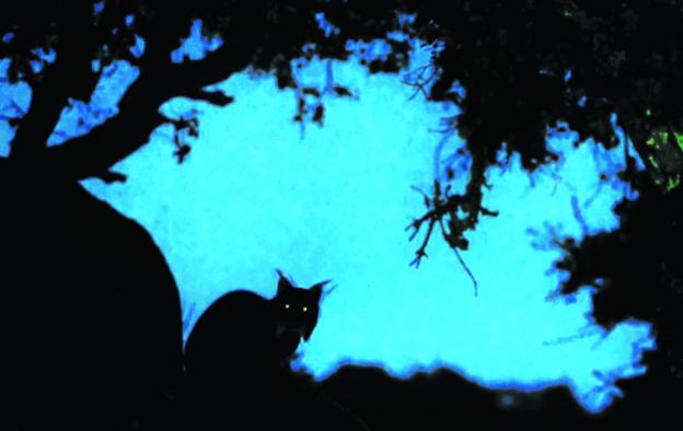 Animales sobrenaturales