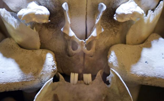 Poseídos por los organismos de HR Giger