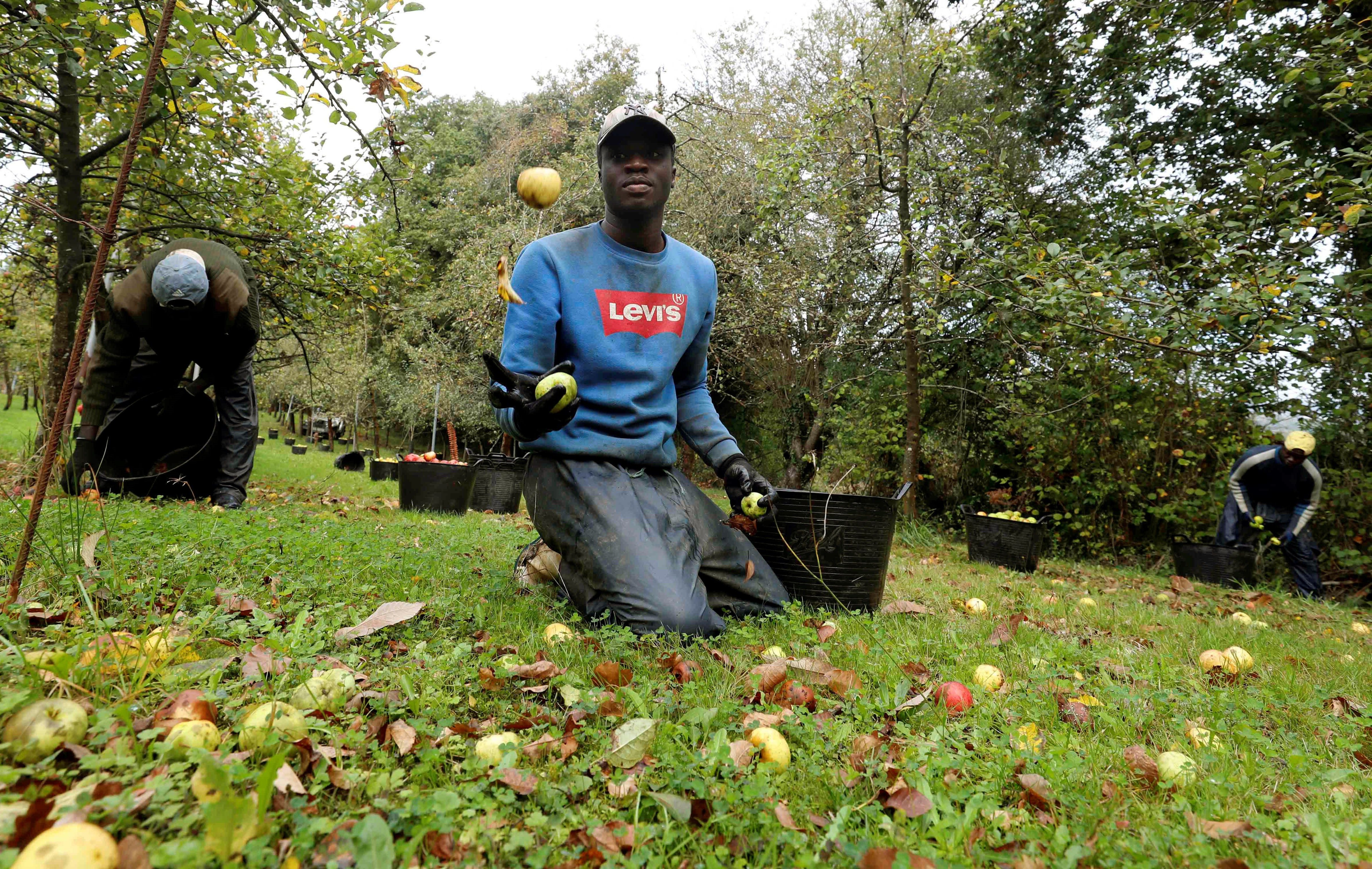 De senegal a los manzanos asturianos para la campaña de la sidra
