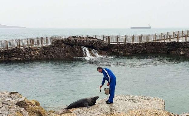 El aquarium de Biarritz traslada a una foca al acuario de Santander para evitar que se aparee con su padre