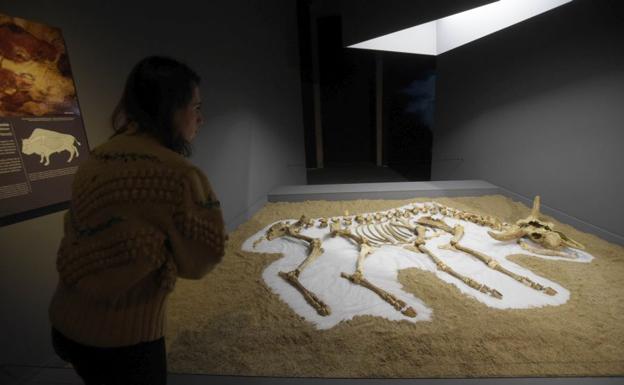 El bisonte de la última glaciación vuelve a tomar forma en el Museo San Telmo de San Sebastián
