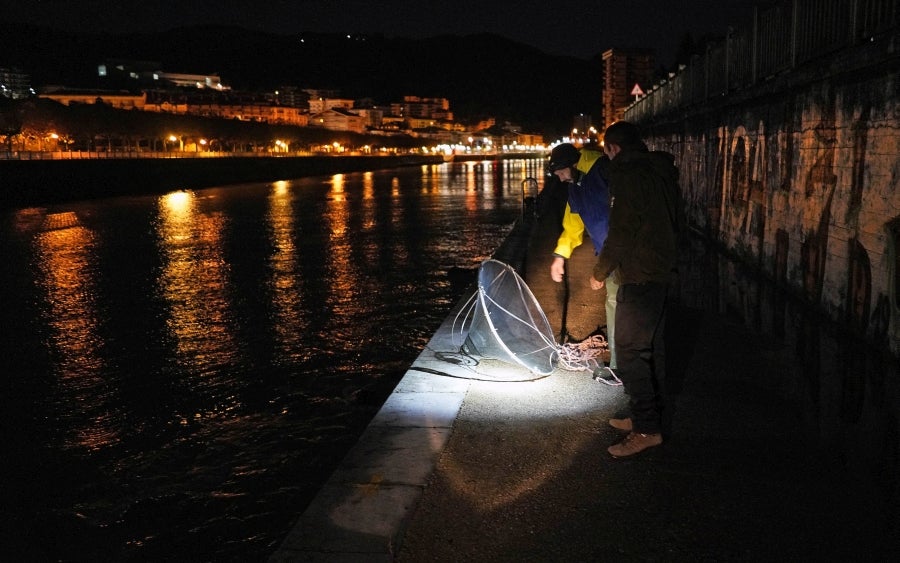 Arranca la temporada de Angulas