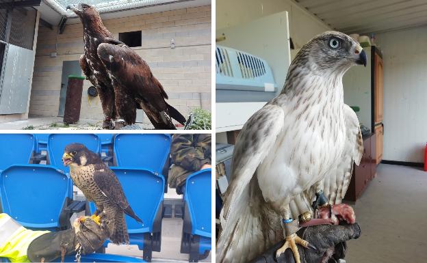 Rapaces para proteger la cubierta de Anoeta