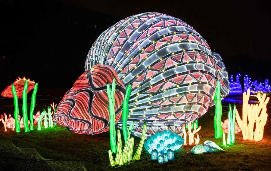 Animales, luz y color