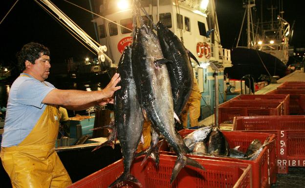 El sector atunero vasco emplea a 3.100 personas y factura 924 millones