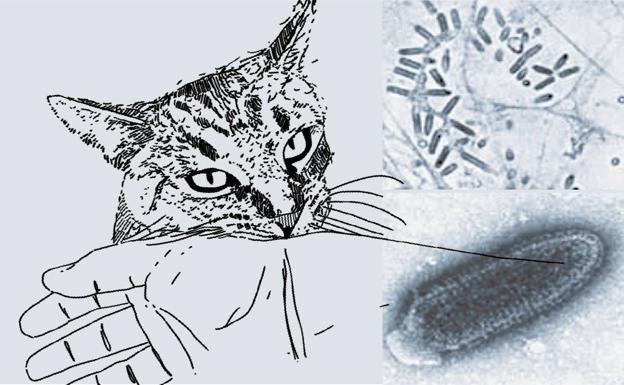 El vizcaíno diagnosticado de rabia se contagió cuando estaba de vacaciones en Marruecos