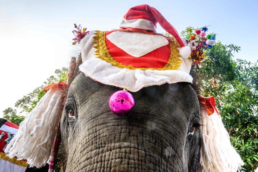 Elefantes por Navidad