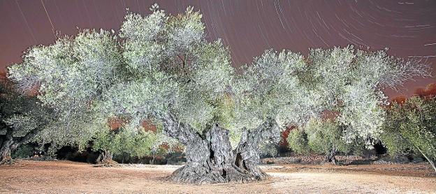 Su majestad, el olivo